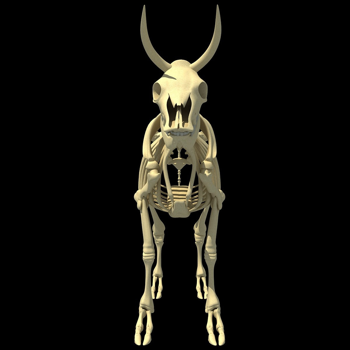 Cow Skeleton