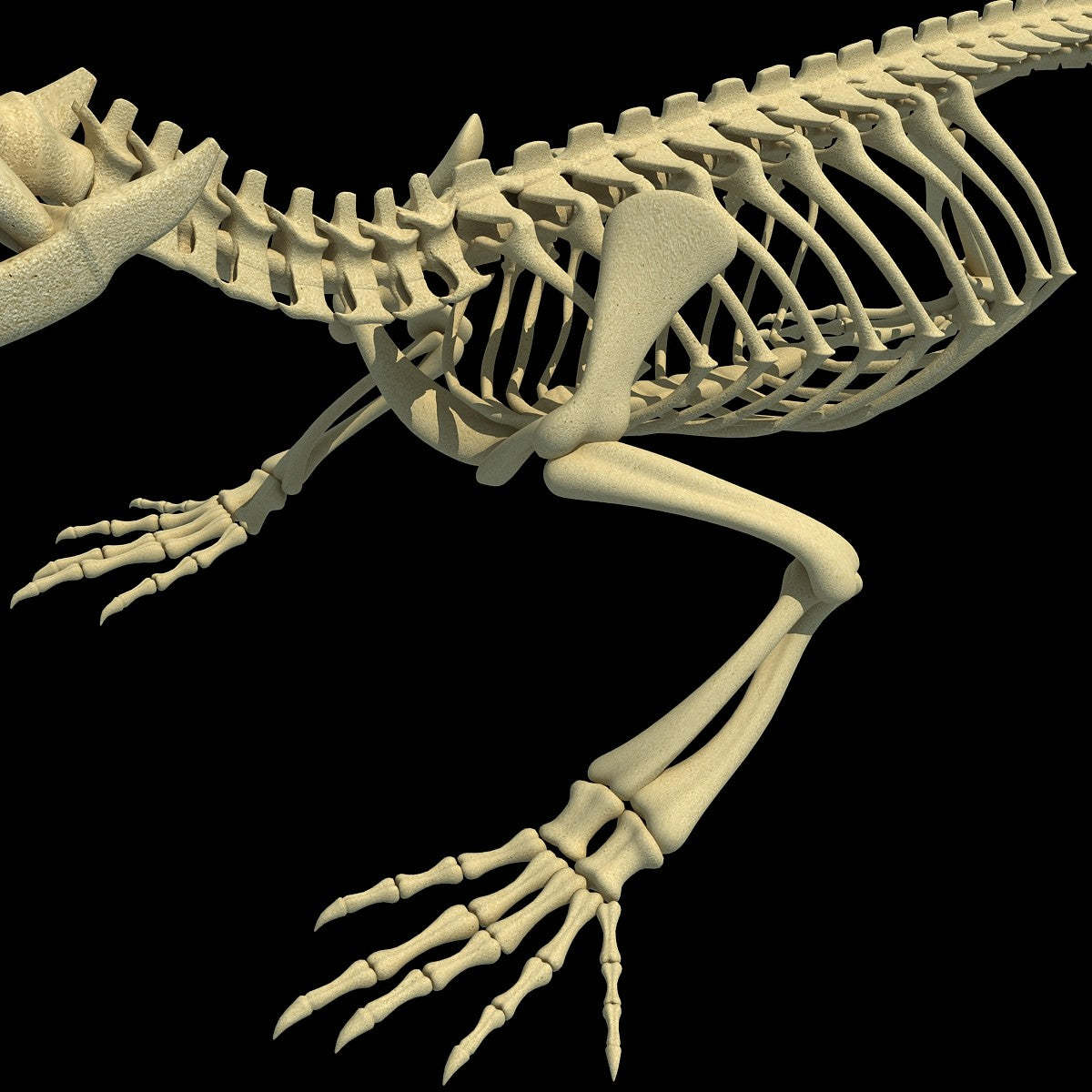 Crocodile Skeleton