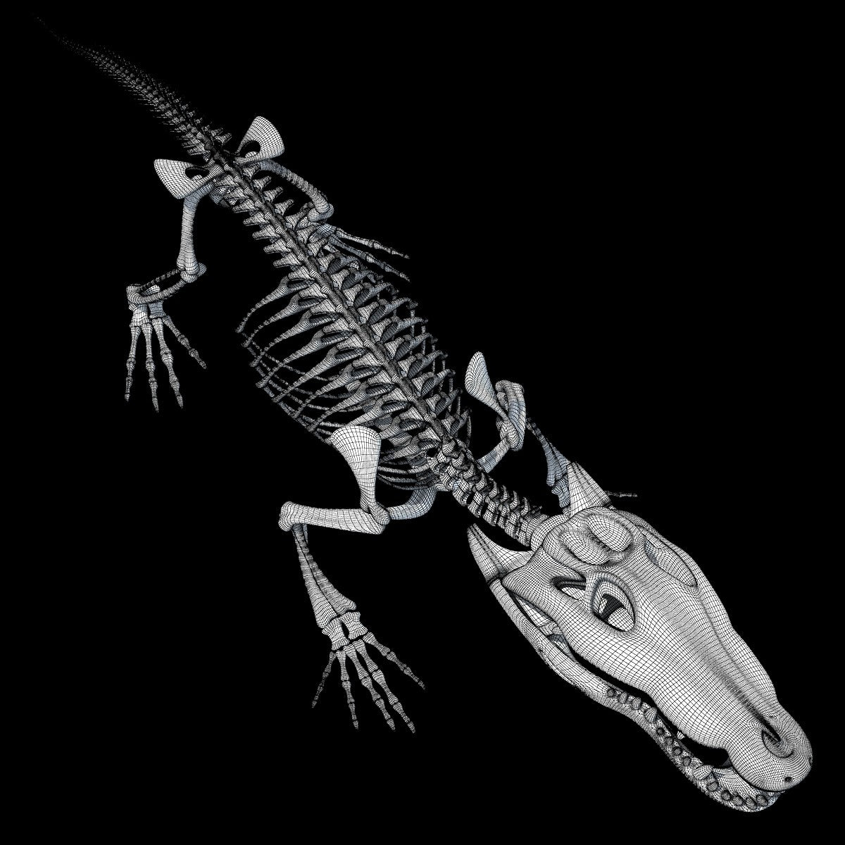 Crocodile Skeleton 3D Model