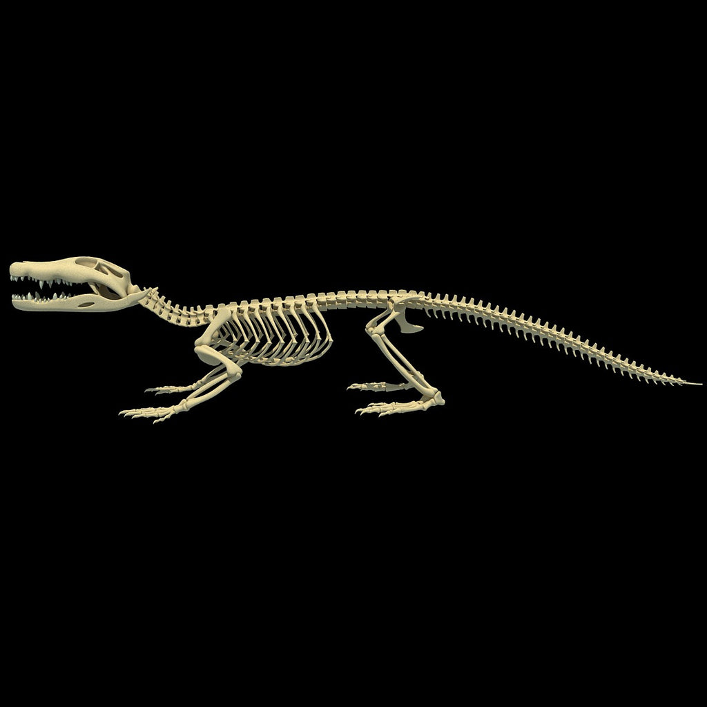 Crocodile Skeleton