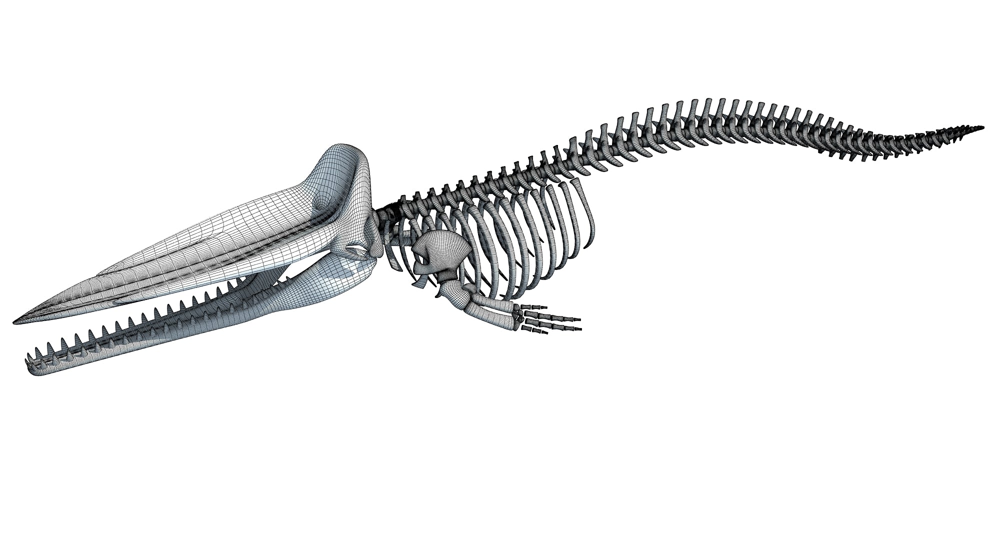 Sperm Whale Skeleton