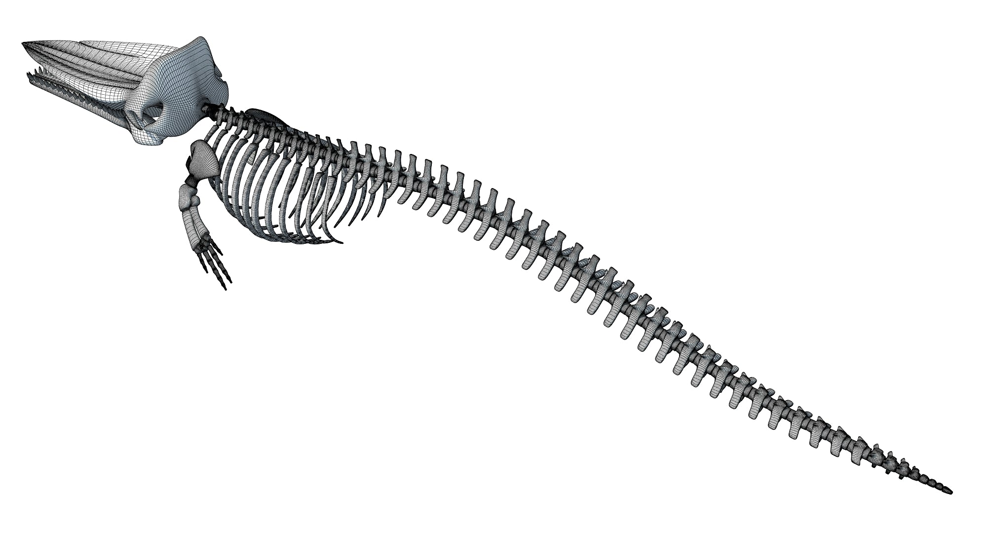 Sperm Whale Skeleton