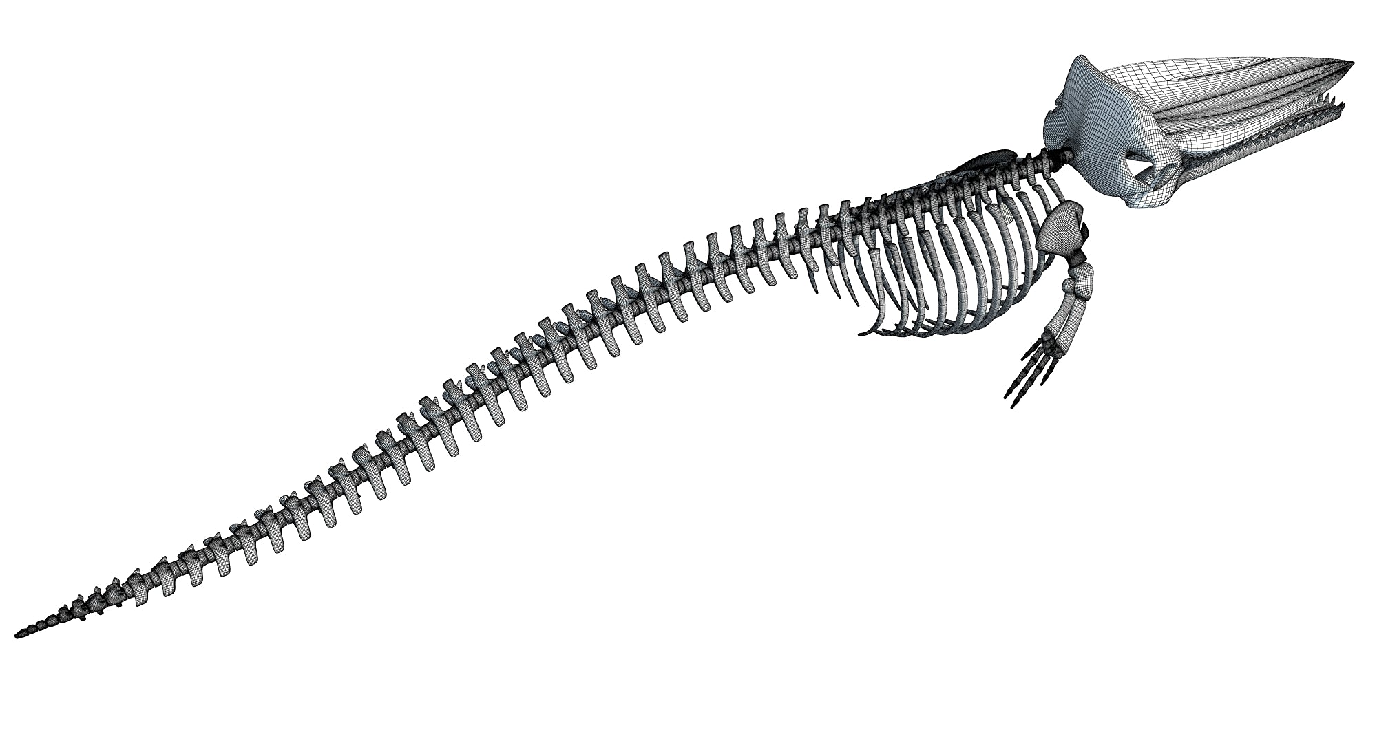 Sperm Whale Skeleton