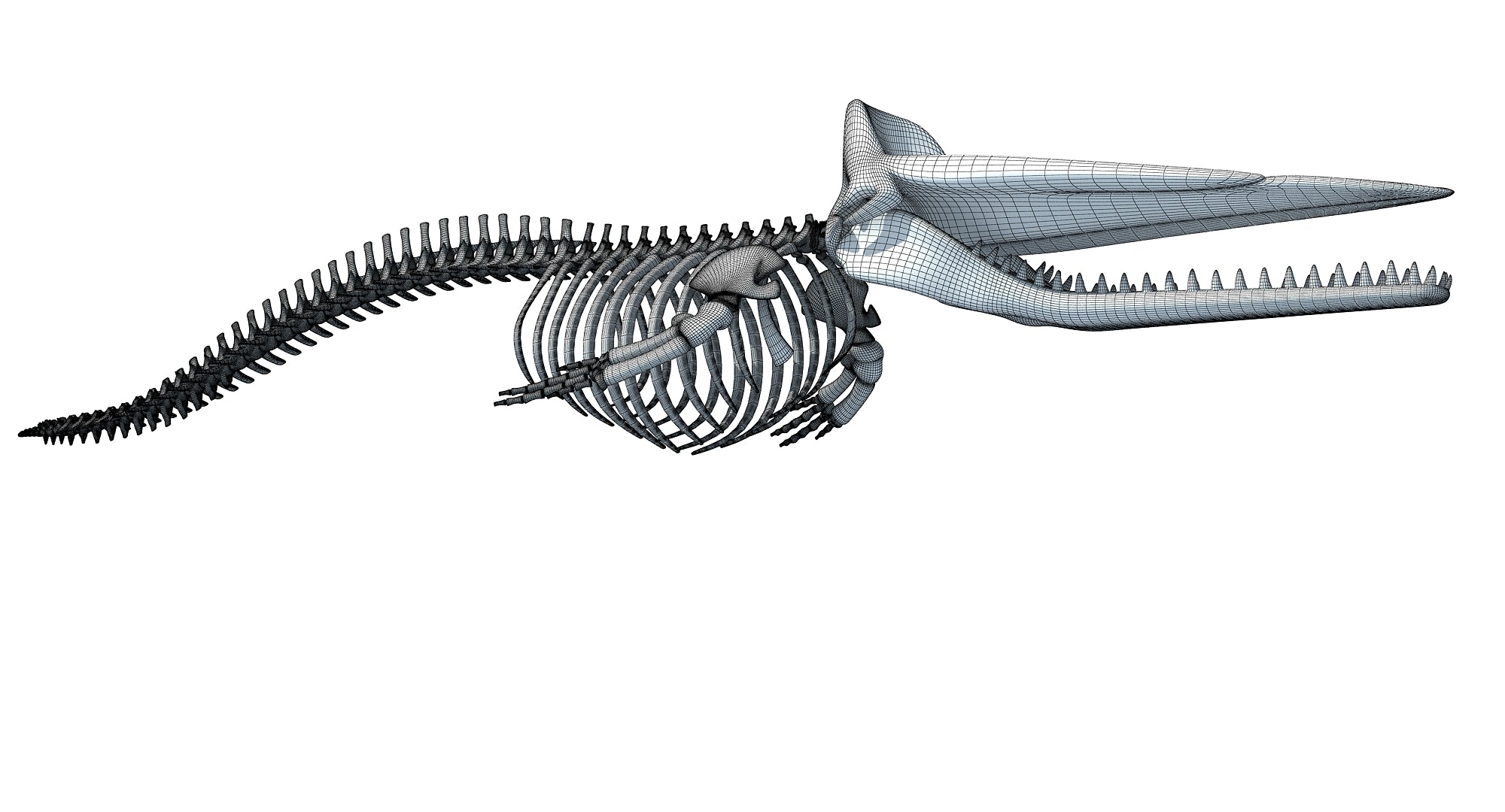 Sperm Whale Skeleton