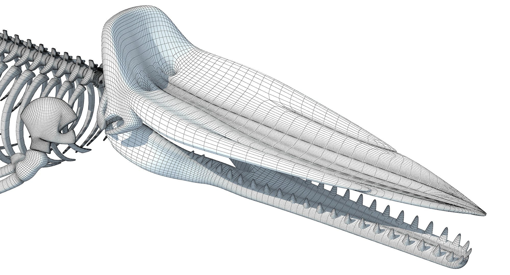 Sperm Whale Skeleton