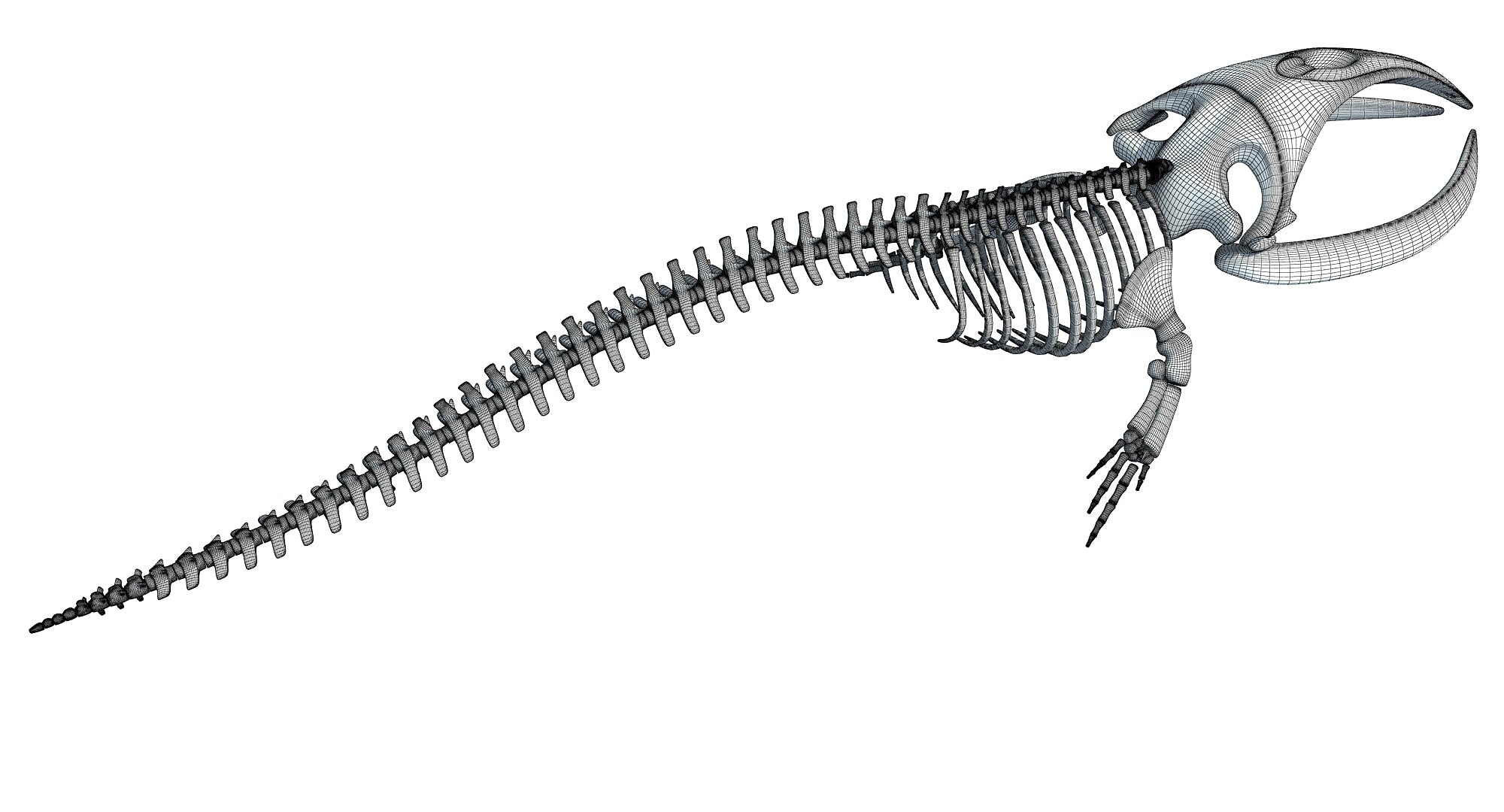 Whale Skeleton 3D Models