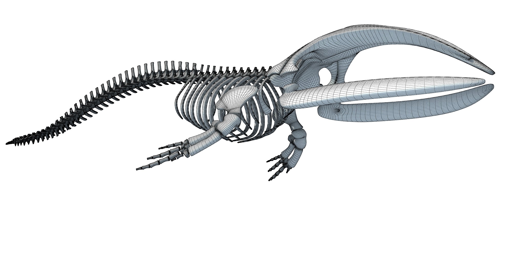 Whale Skeleton 3D Models