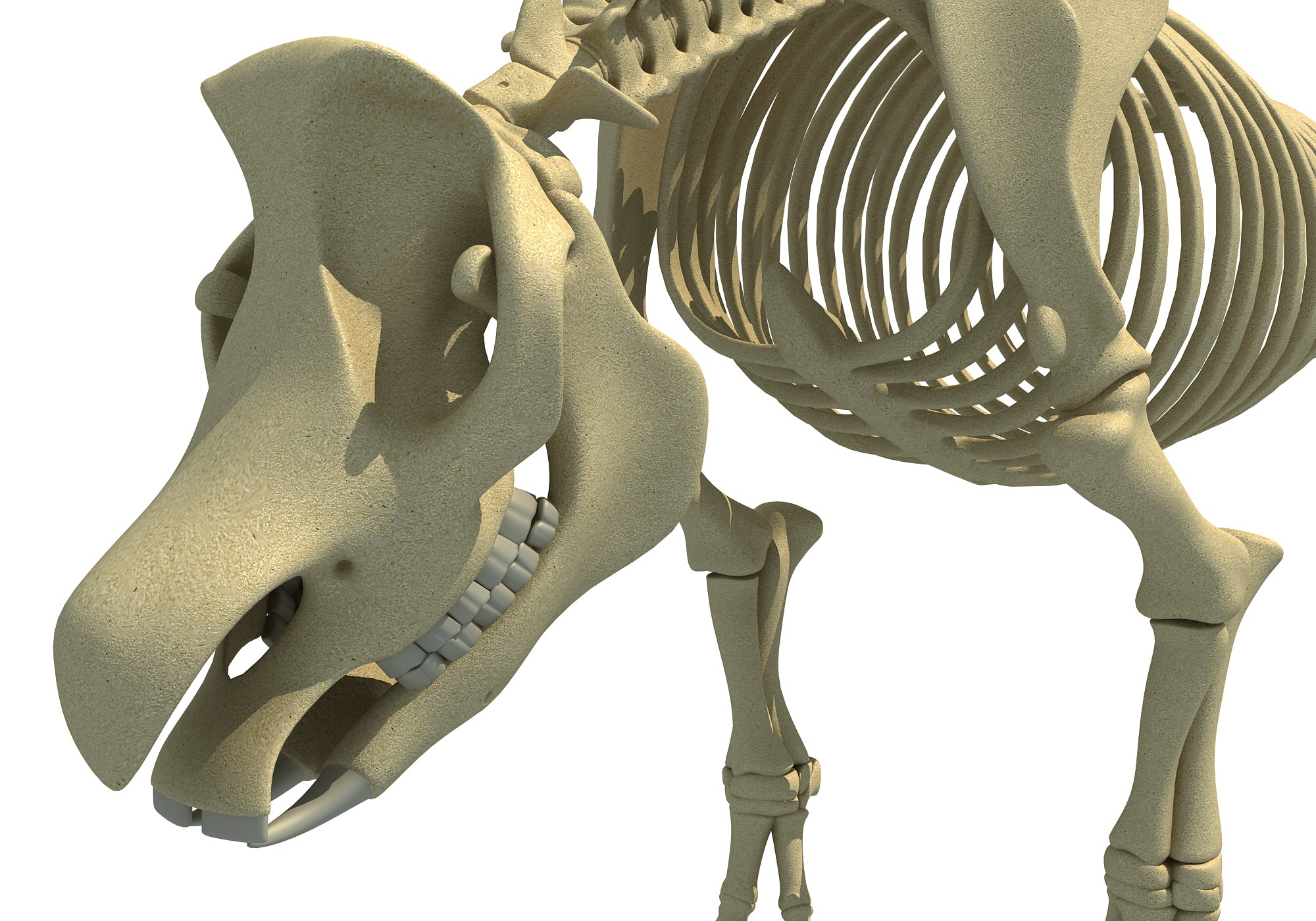 Rhino Rhinoceros Skeleton