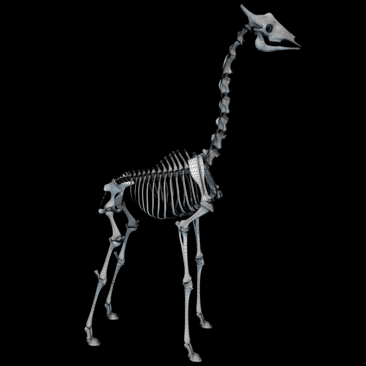 Animal Skeletons