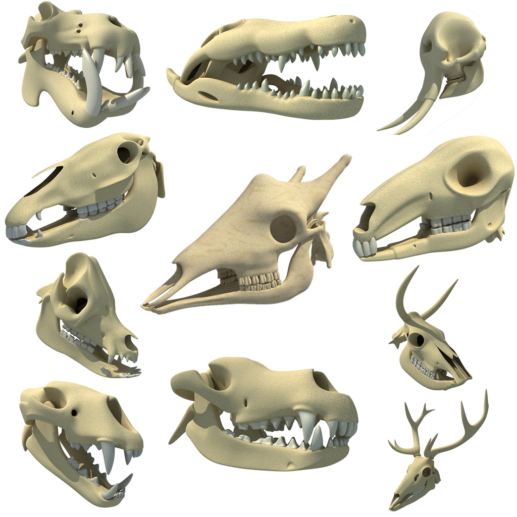 3D Animal Skull Models