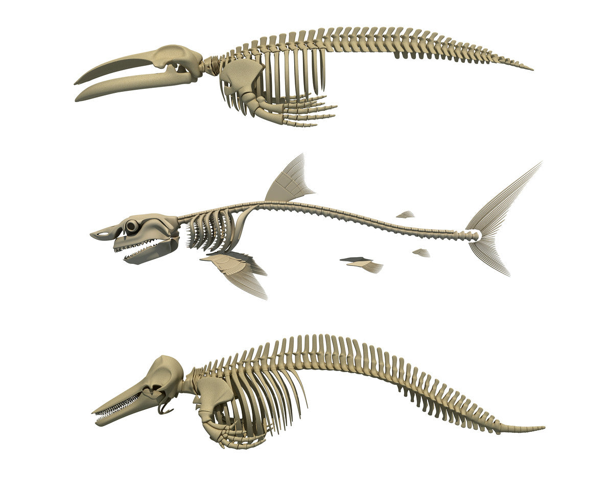 Aquatic Skeleton Collection