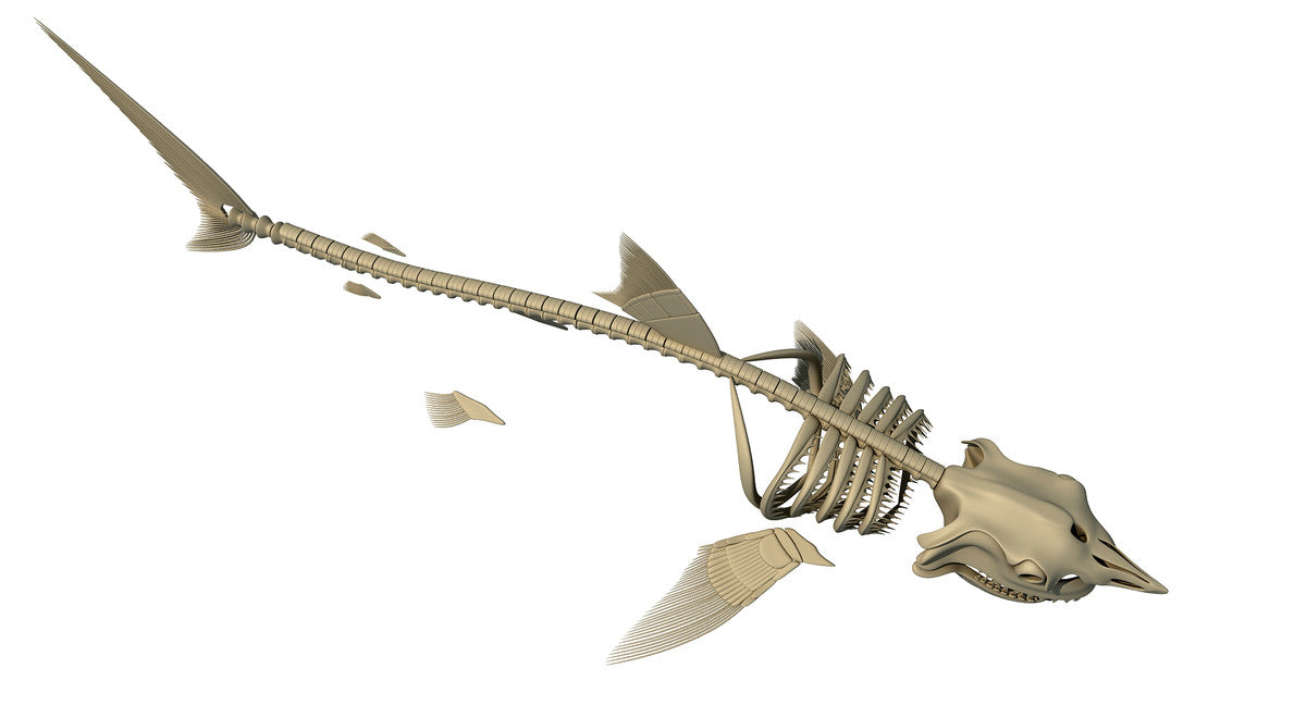 Aquatic Skeleton Collection