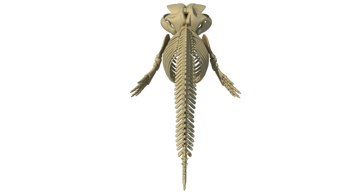 Aquatic Skeleton Collection