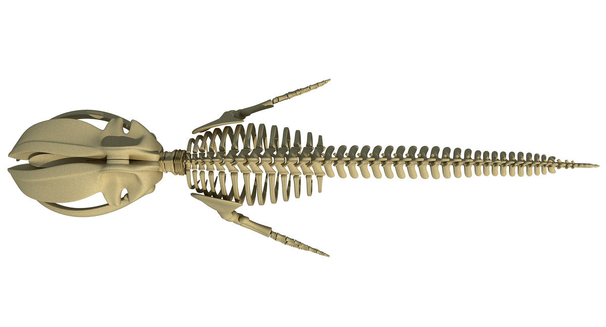 Aquatic Skeleton Collection