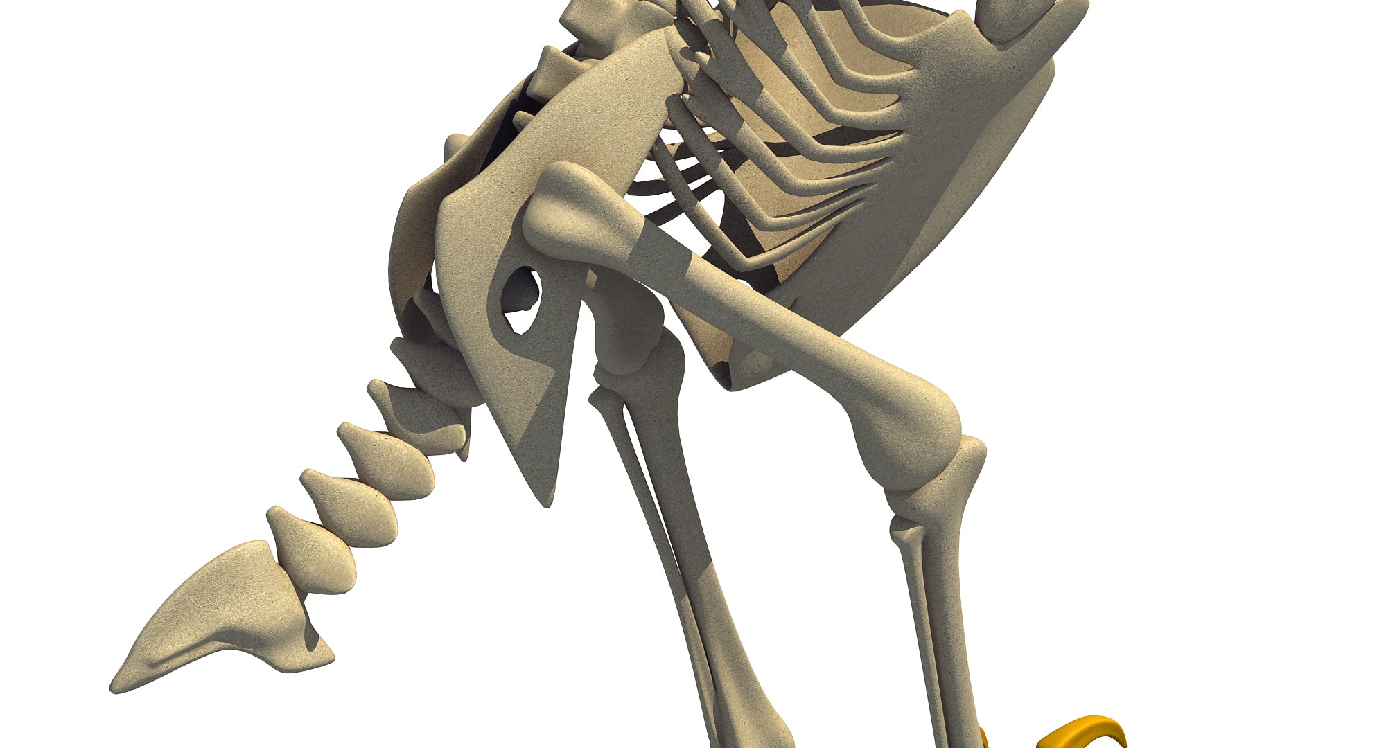 Bald Eagle Skeleton
