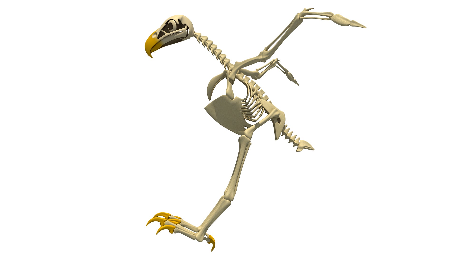 Bald Eagle Skeleton