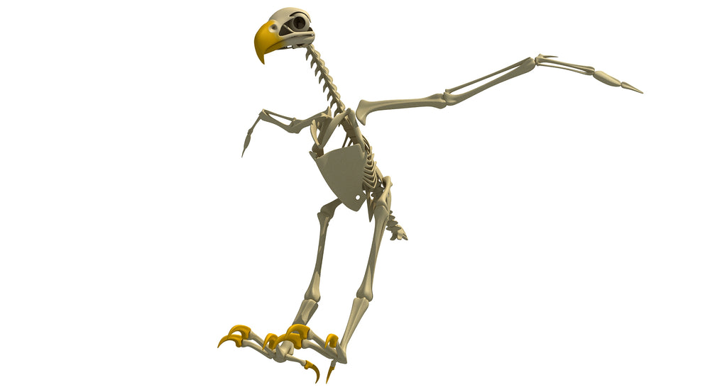 Bald Eagle Skeleton