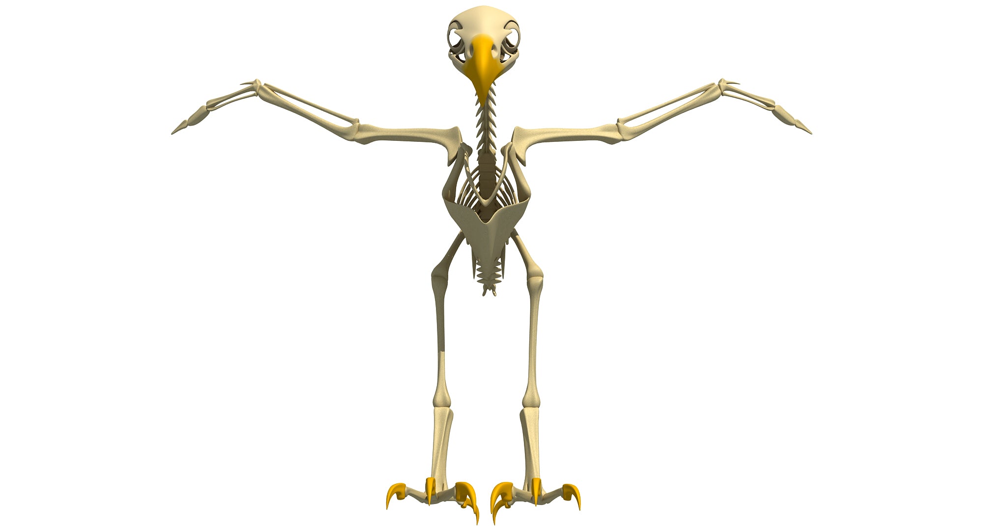 Bald Eagle Skeleton
