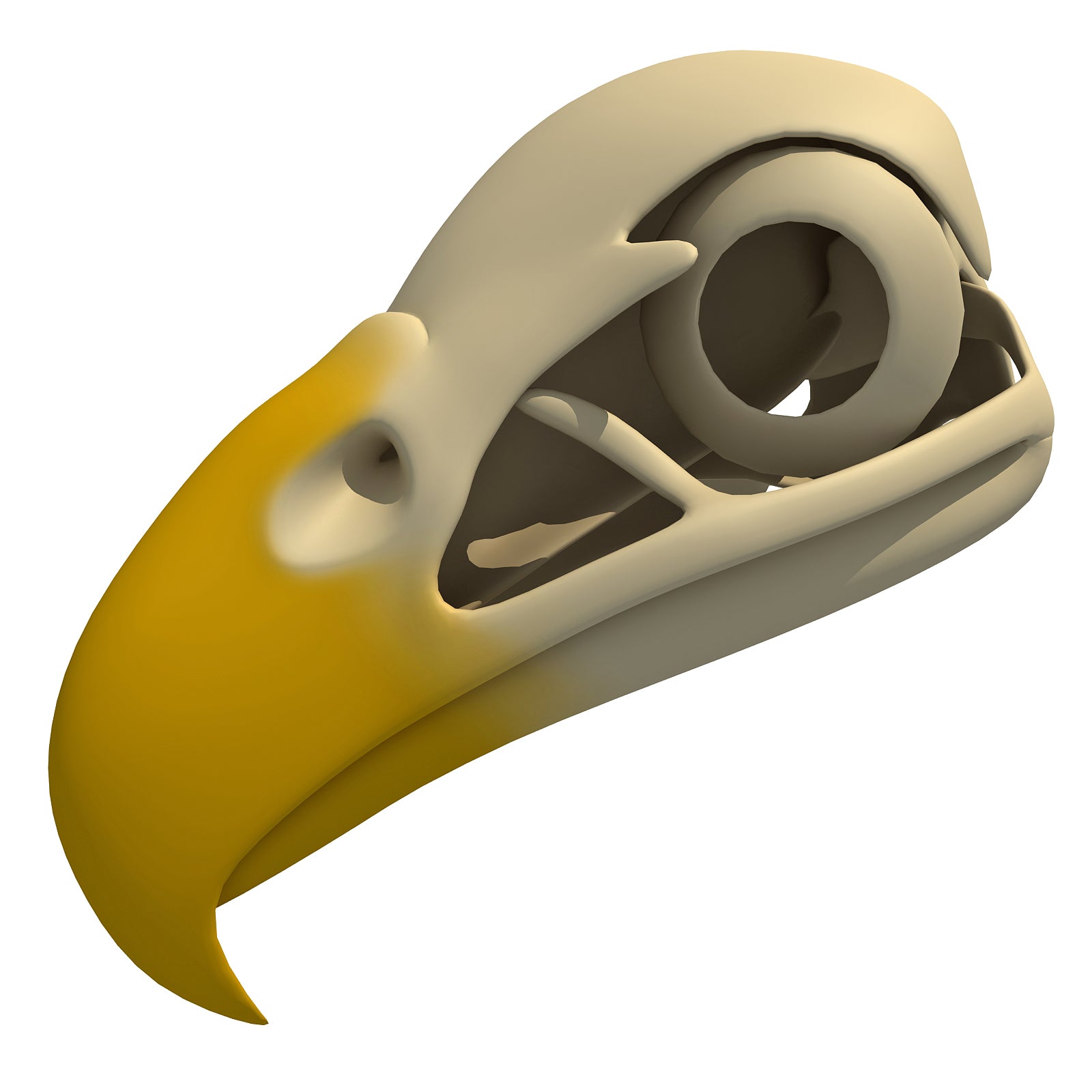 Bald Eagle Skull