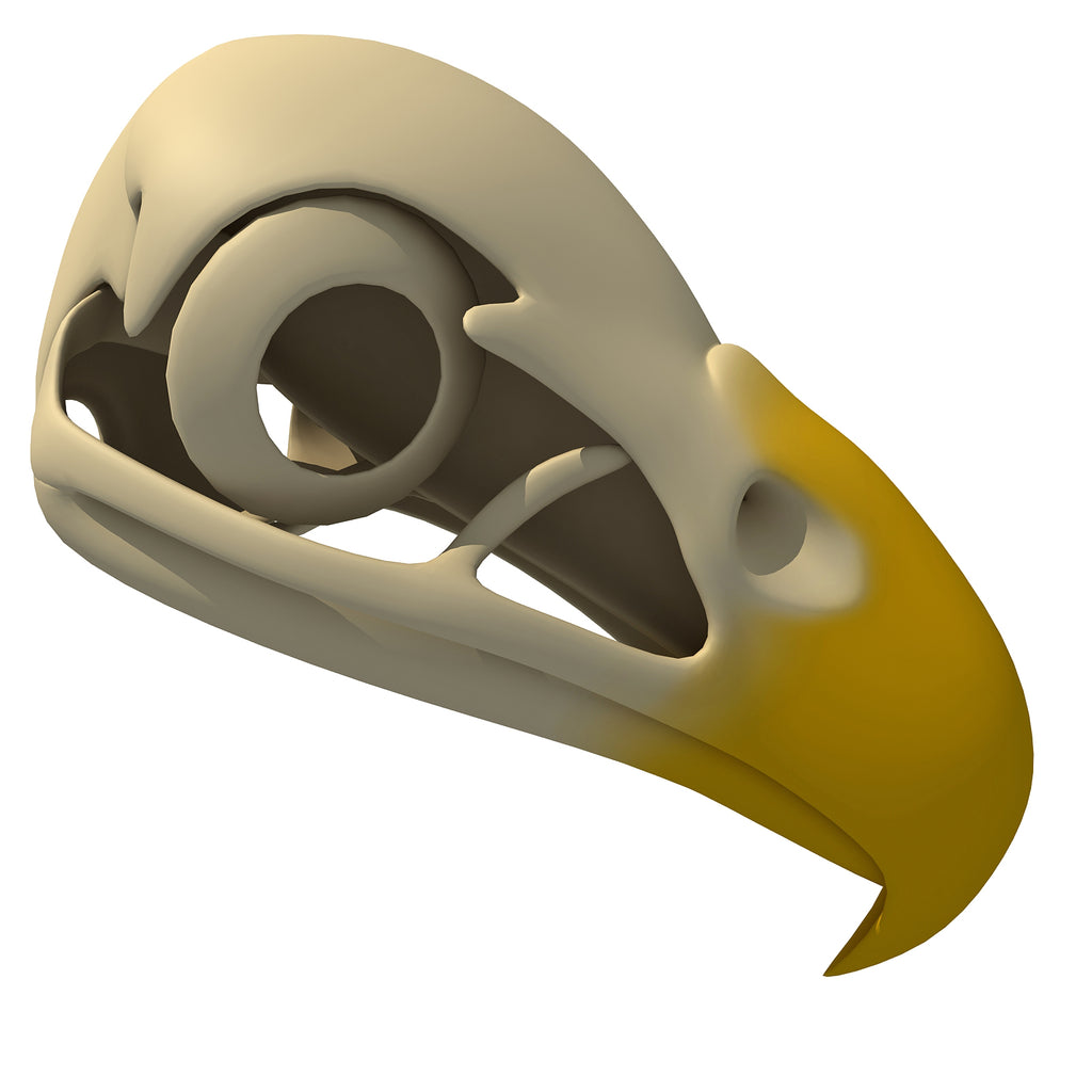 Bald Eagle Skull