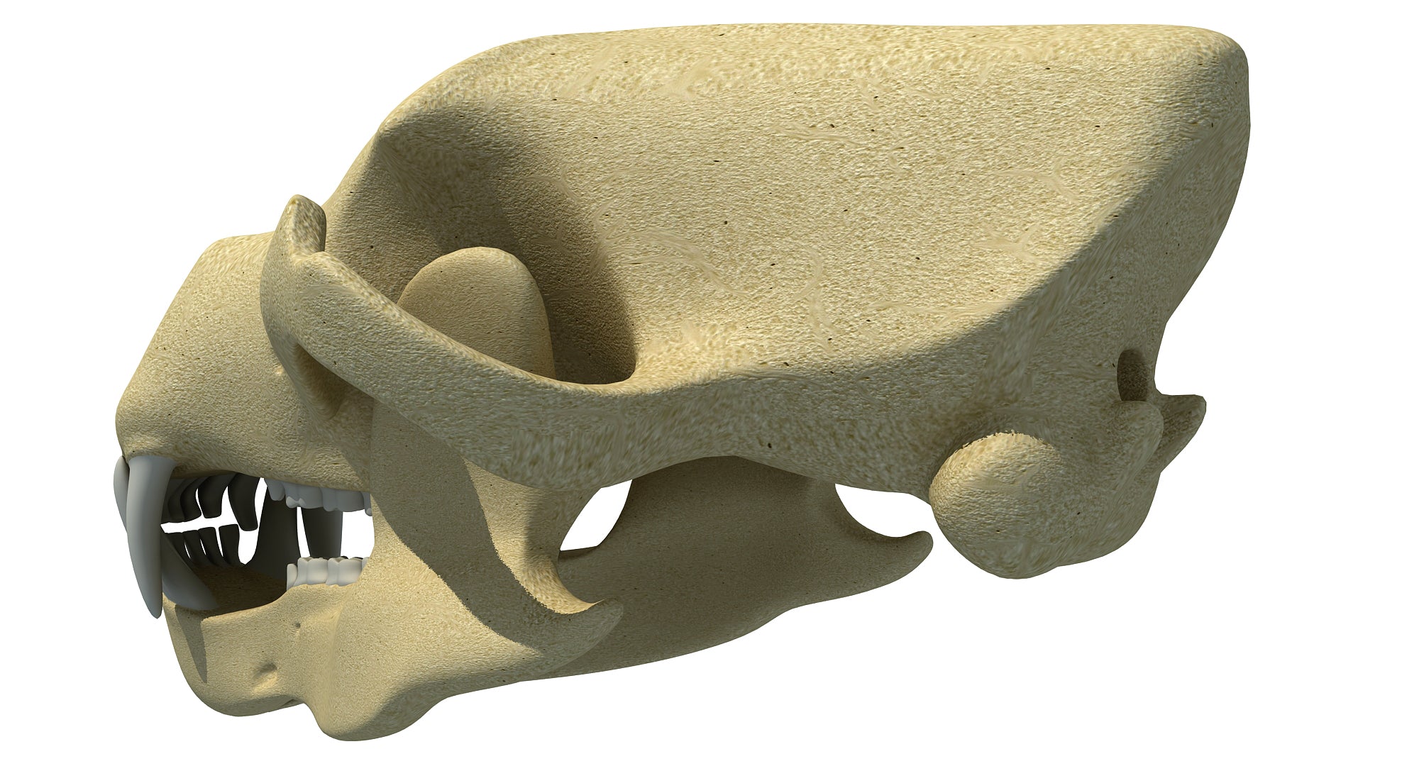 Bear Skull