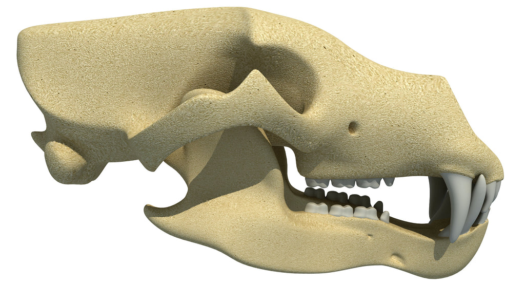 Bear Skull