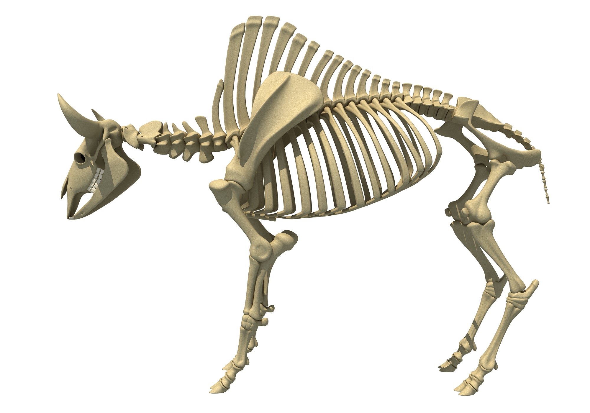 Bison Skeleton