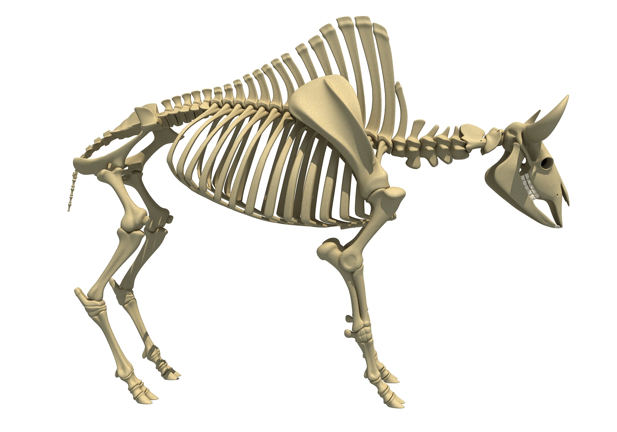 Bison Skeleton Animal Skeletons