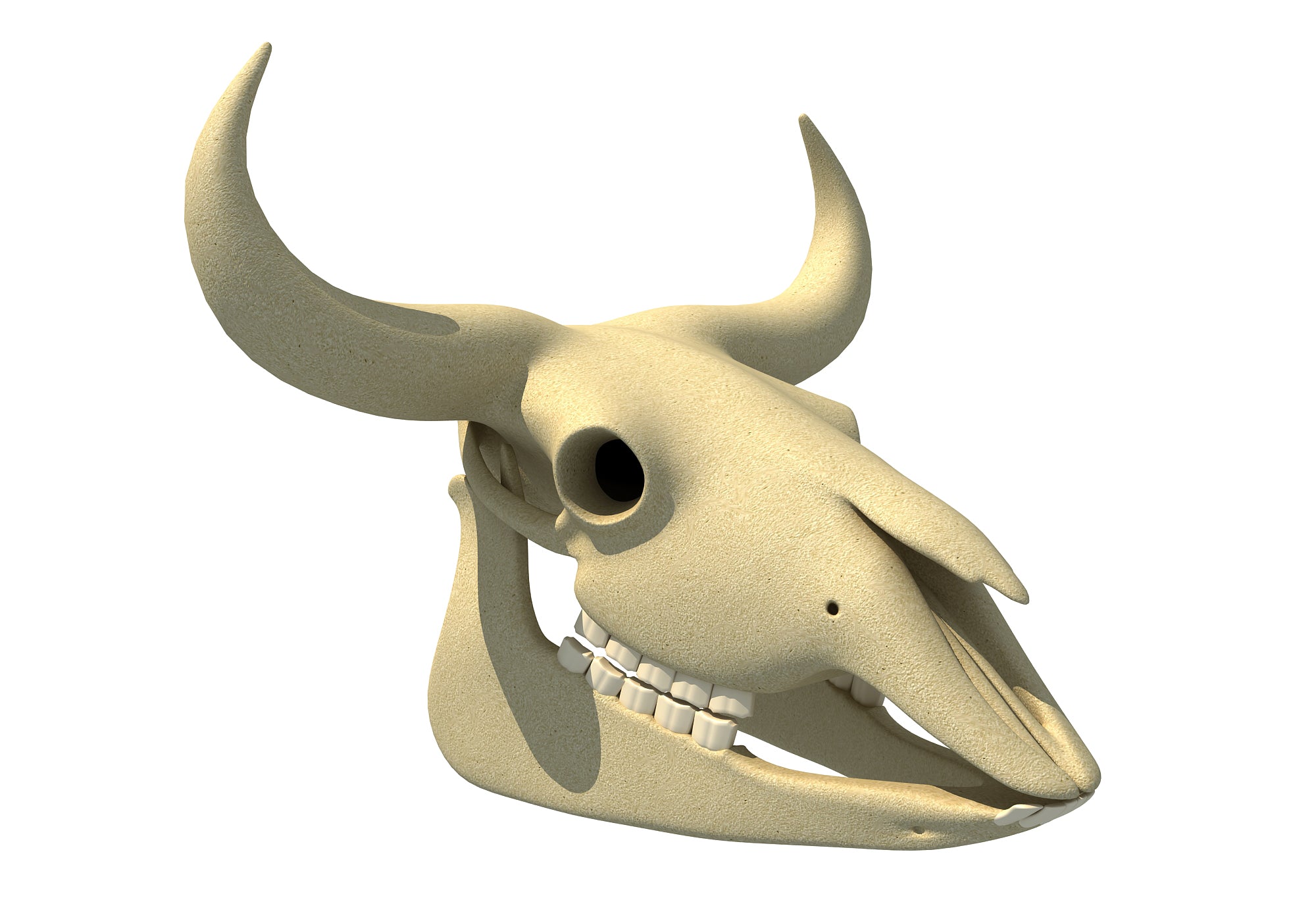 Bison Skull