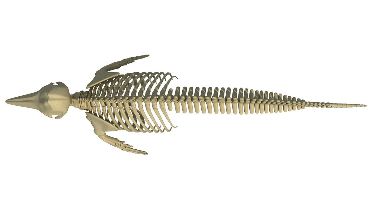 Blue Whale Skeleton - Dolphin Skeleton