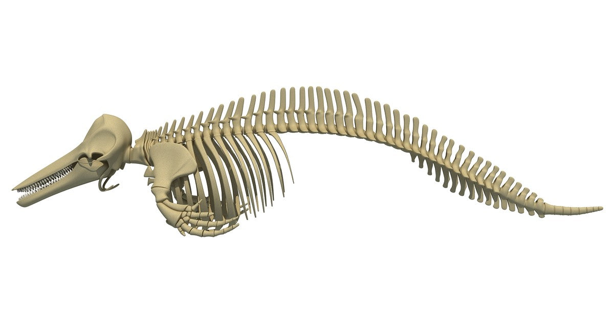 Blue Whale Skeleton - Dolphin Skeleton