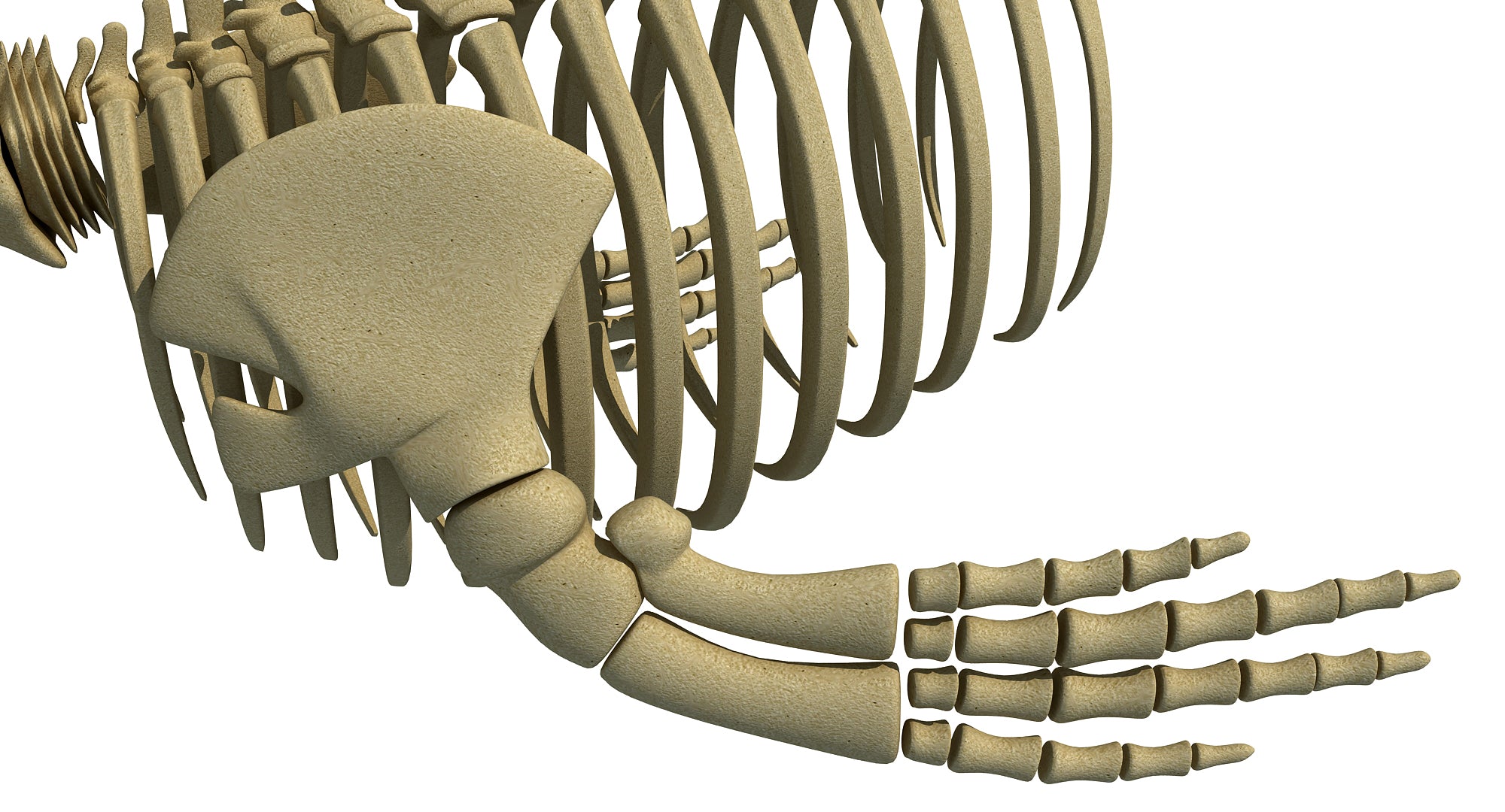 Blue Whale Skeleton 3D Model