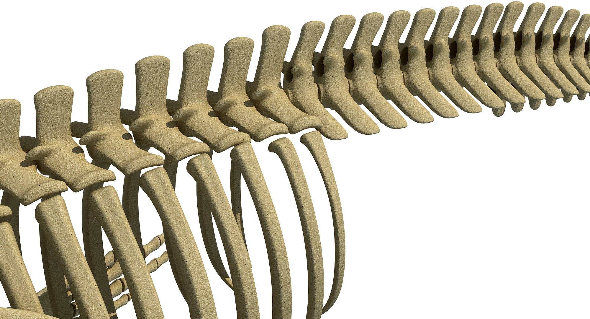 Blue Whale Skeleton 3D Model