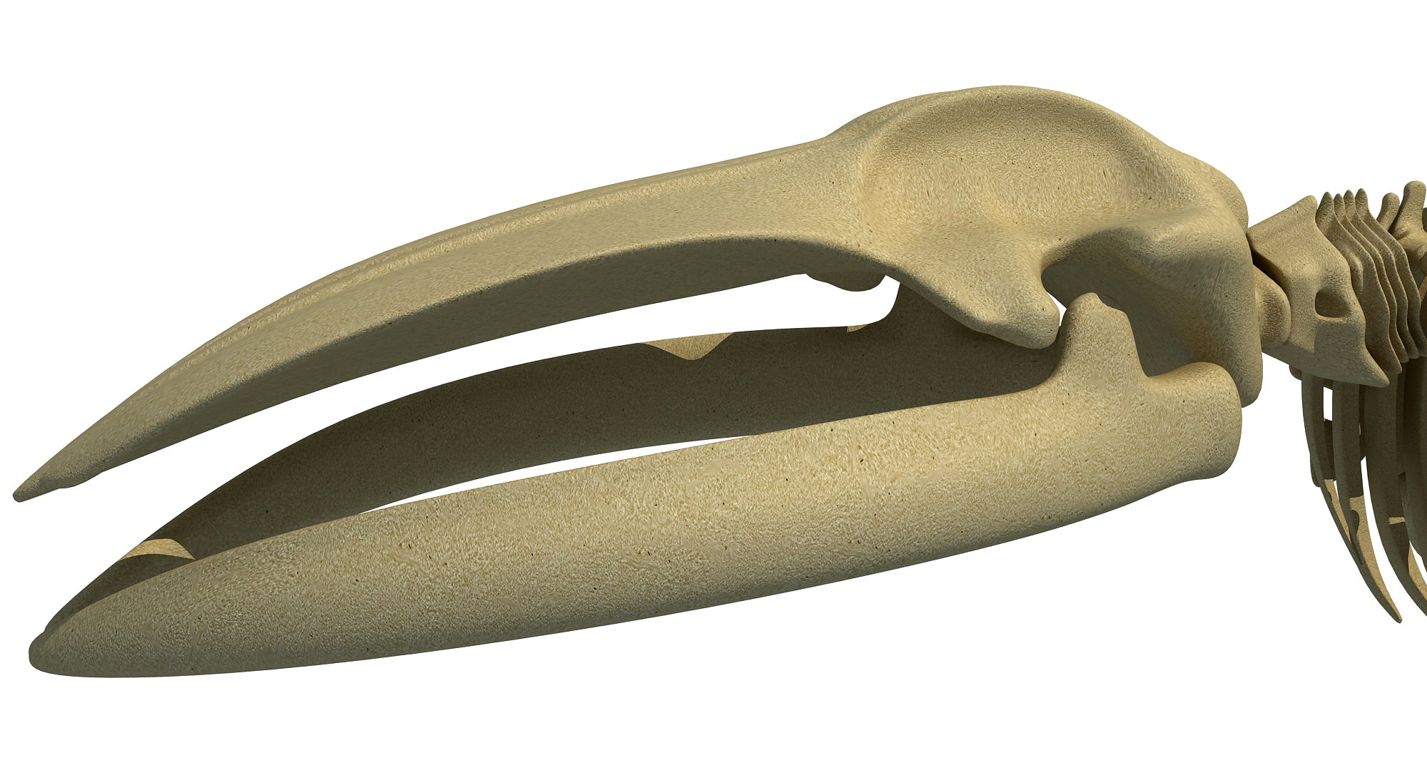 Blue Whale Skeleton 3D Model