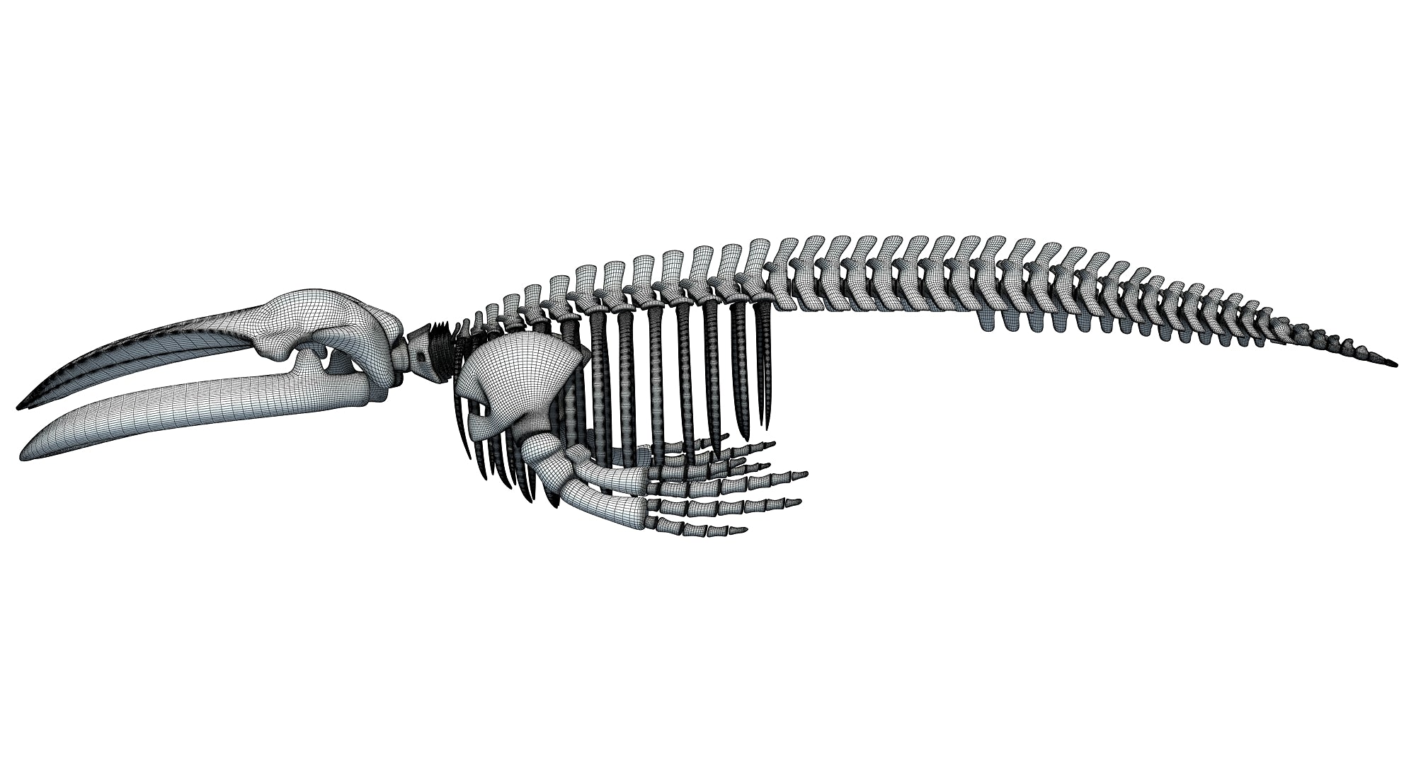 Blue Whale Skeleton