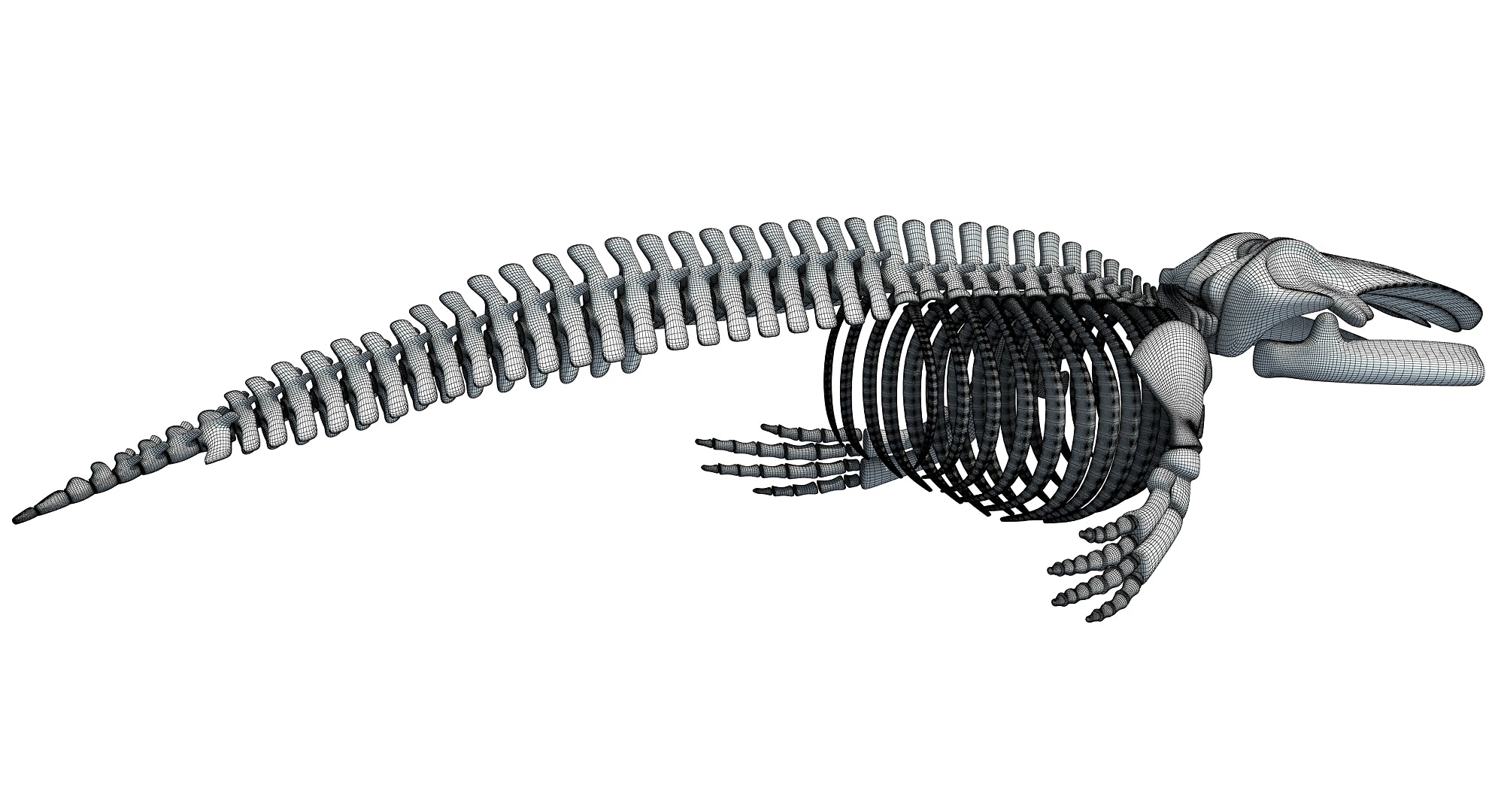 Blue Whale Skeleton