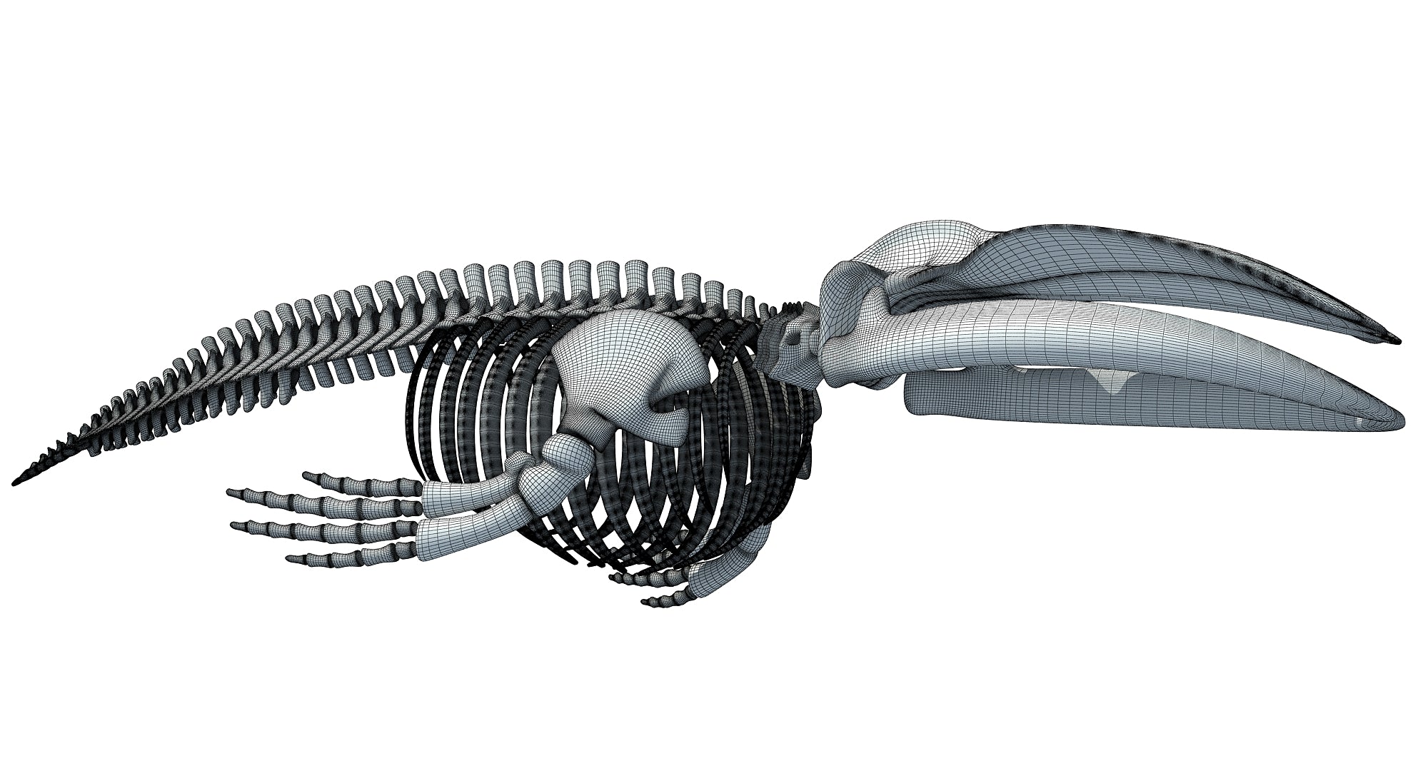 Blue Whale Skeleton 3D Model