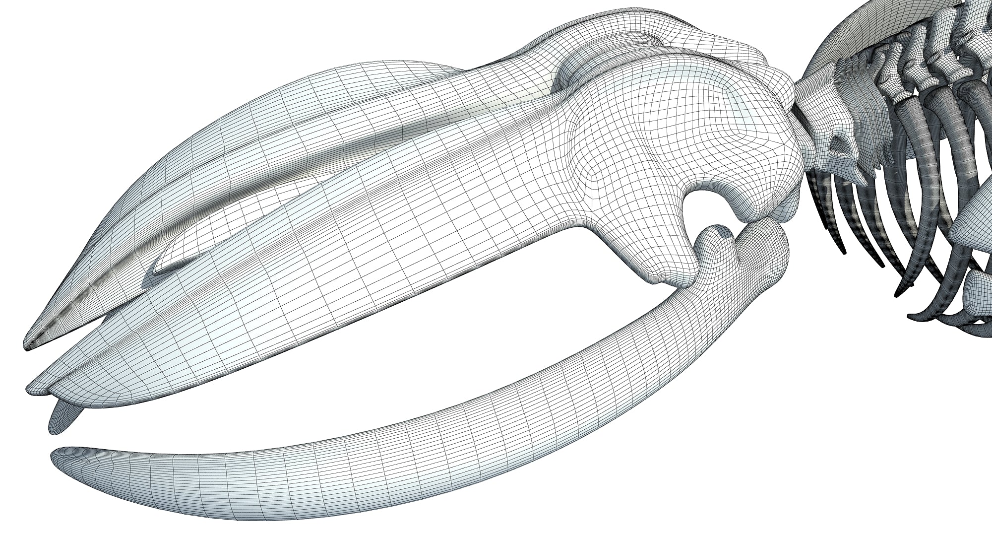 Blue Whale Skeleton 3D Model