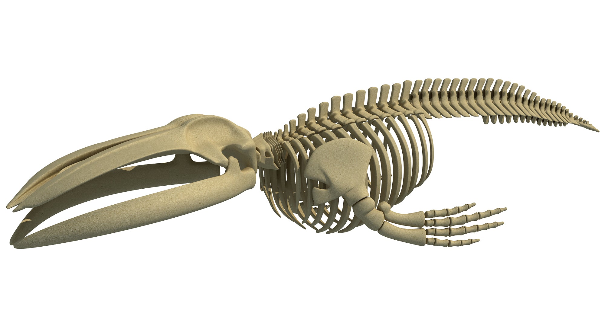 Blue Whale Skeleton
