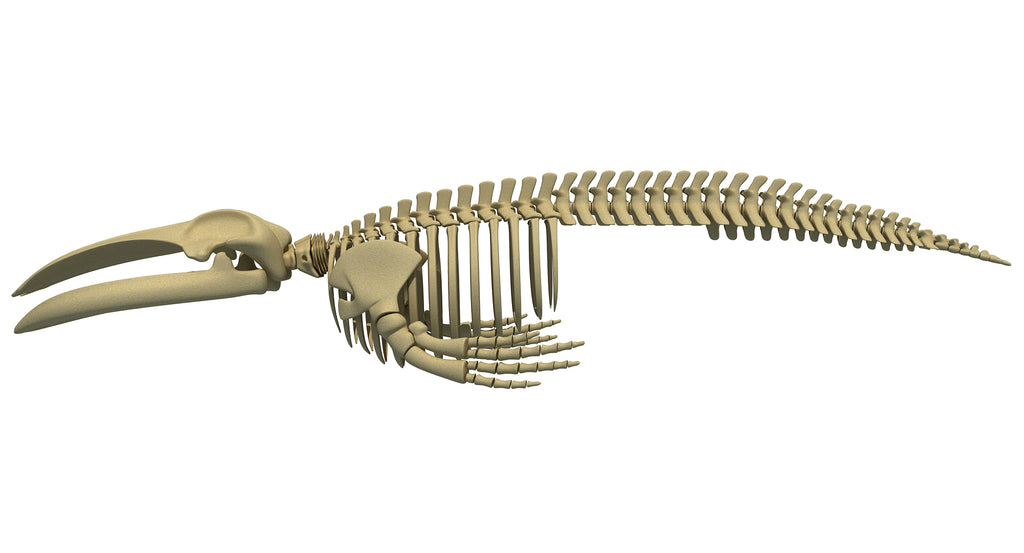 Blue Whale Skeleton 3D Model