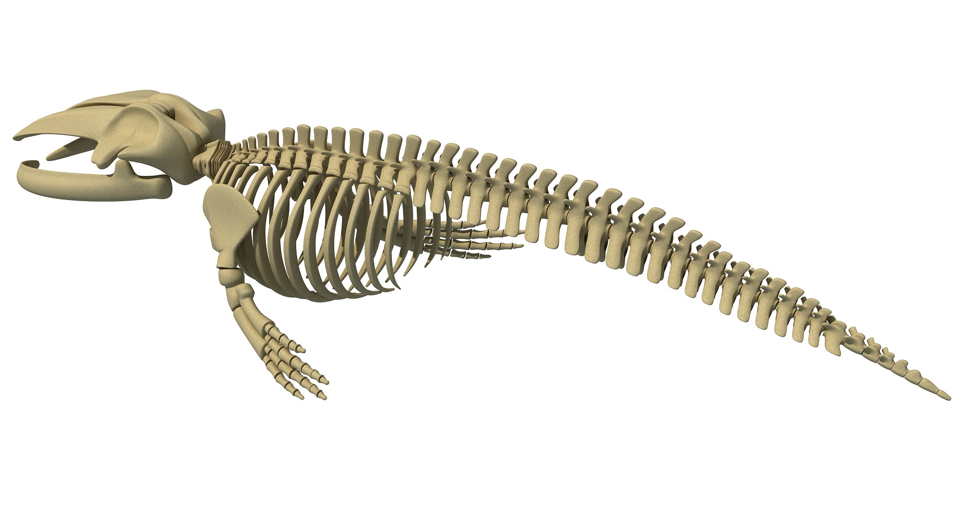 Blue Whale Skeleton