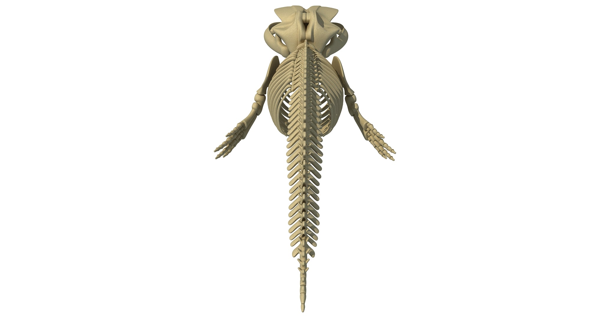 Blue Whale Skeleton