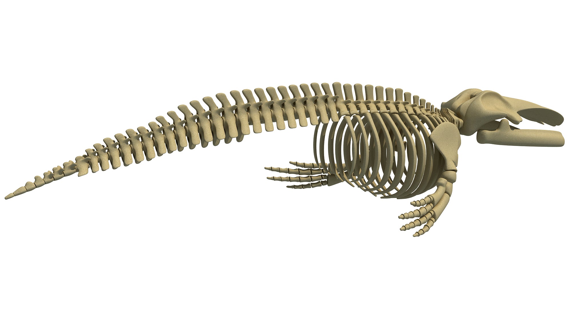 Blue Whale Skeleton