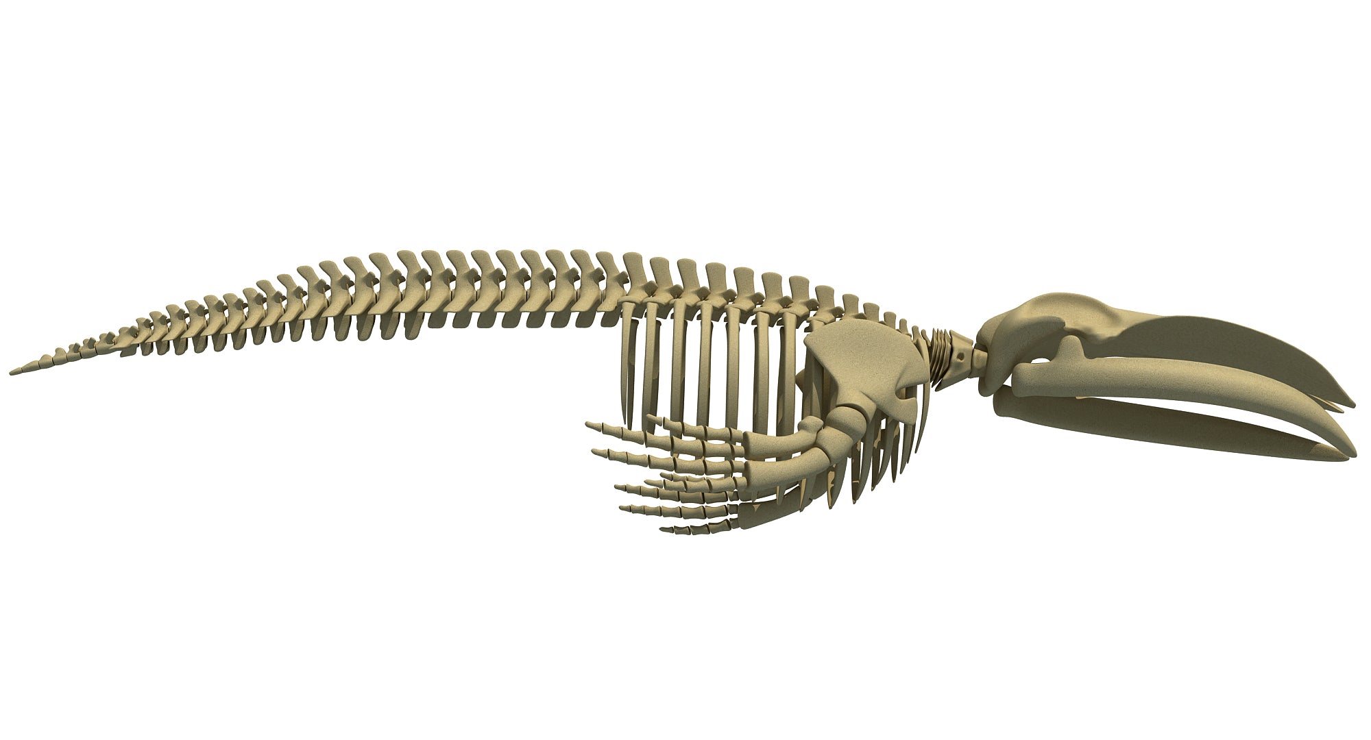 Blue Whale Skeleton