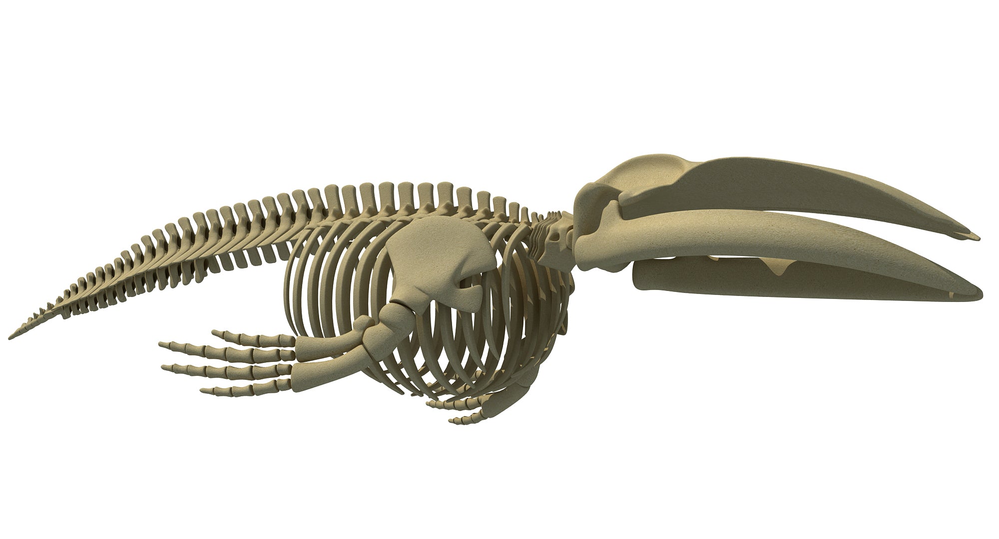 Blue Whale Skeleton