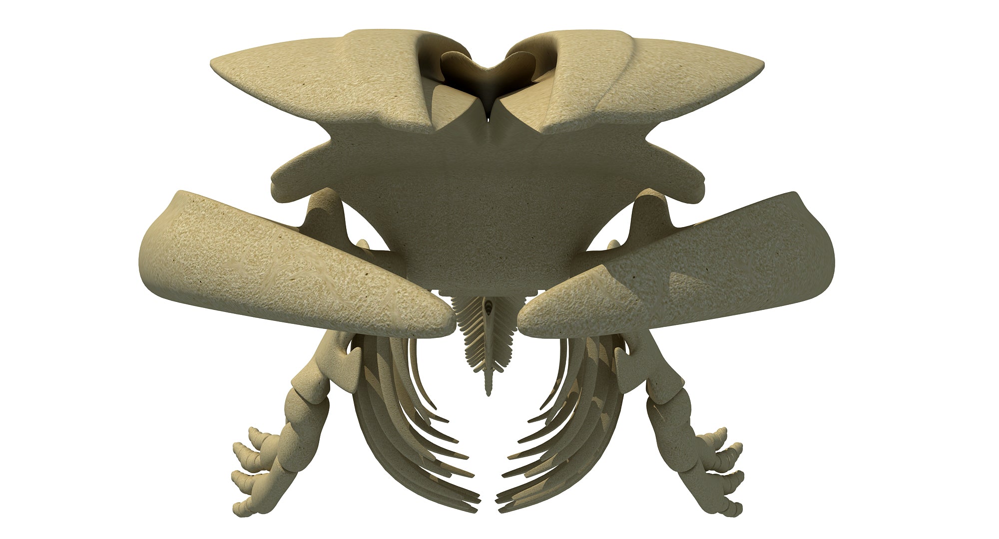 Blue Whale Skeleton 3D Model