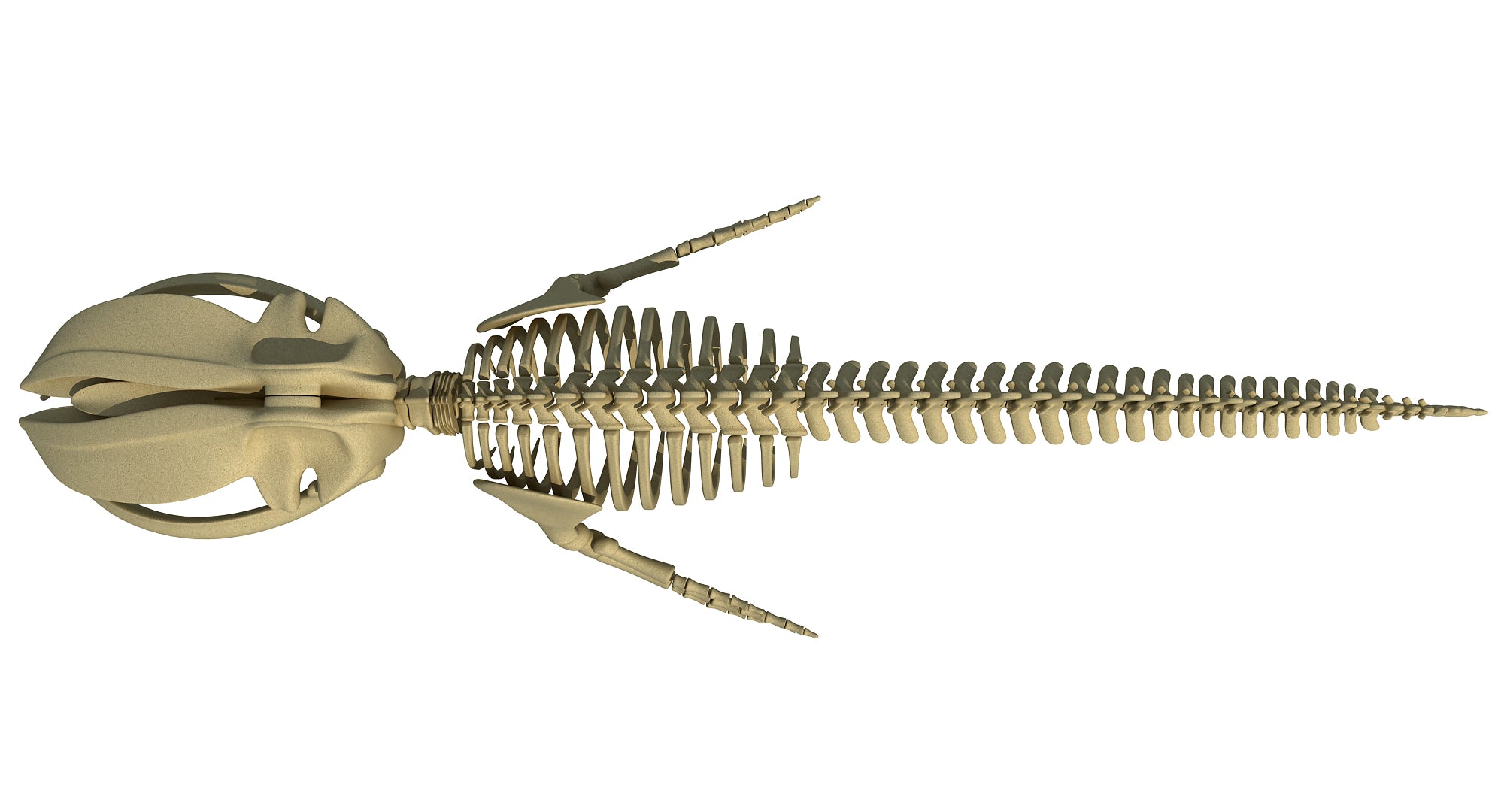 Blue Whale Skeleton