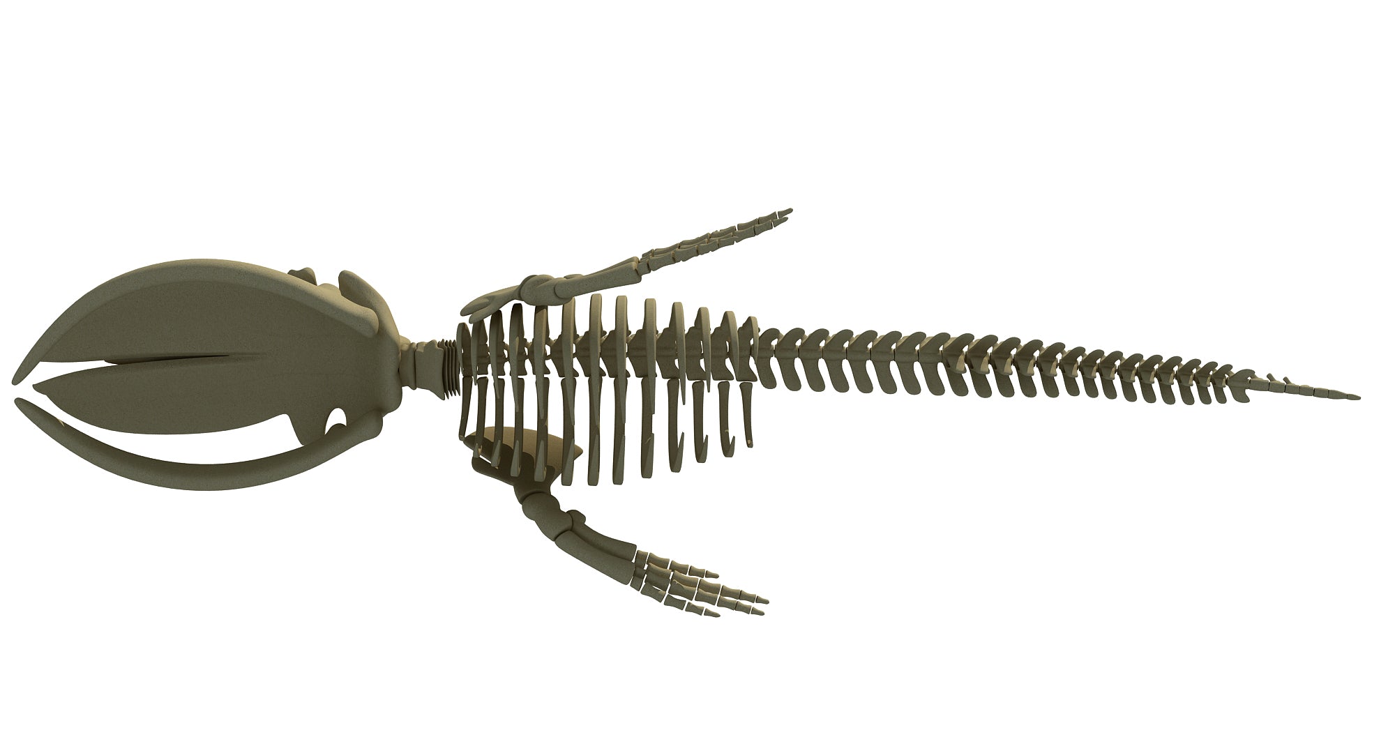Blue Whale Skeleton