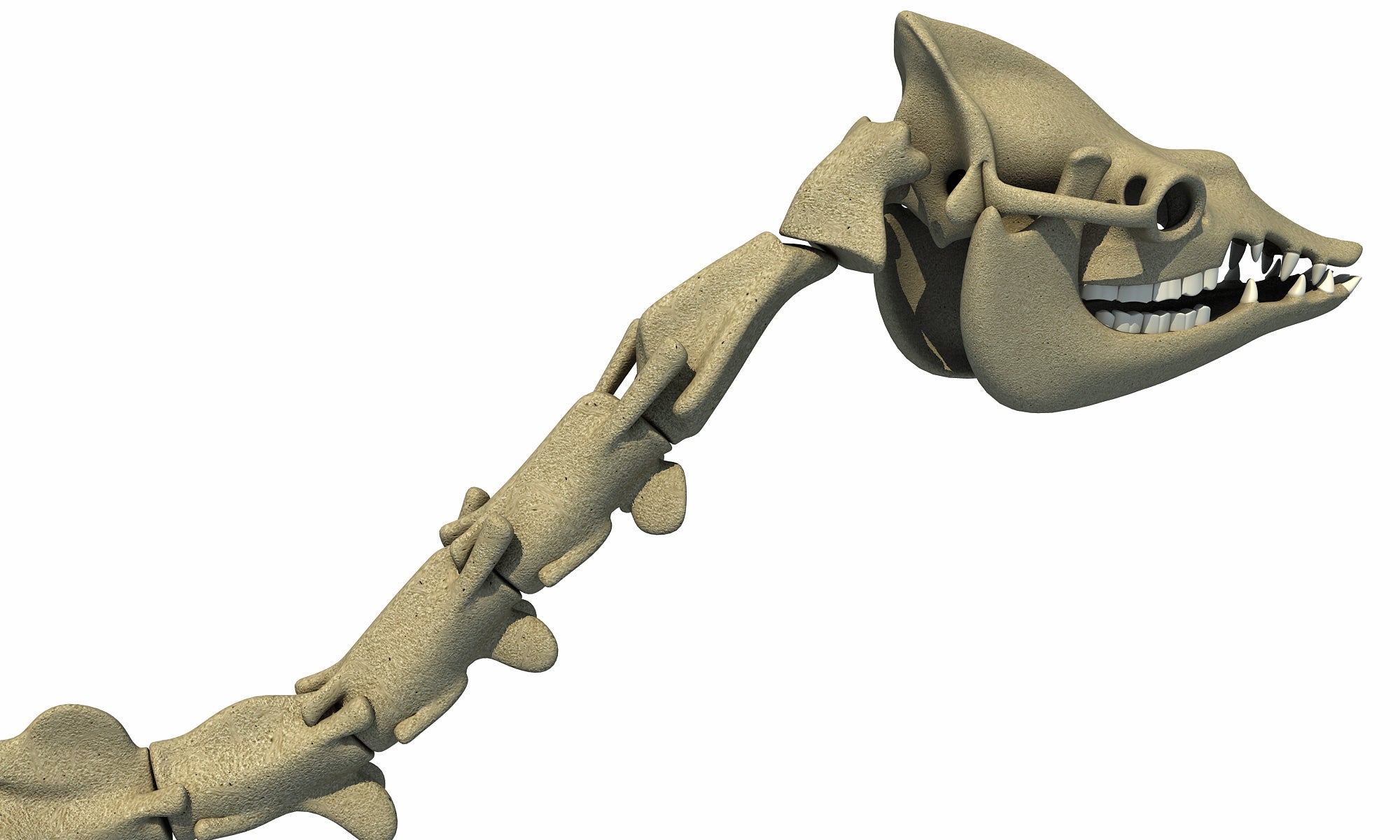 Camel Skeleton Dromedary