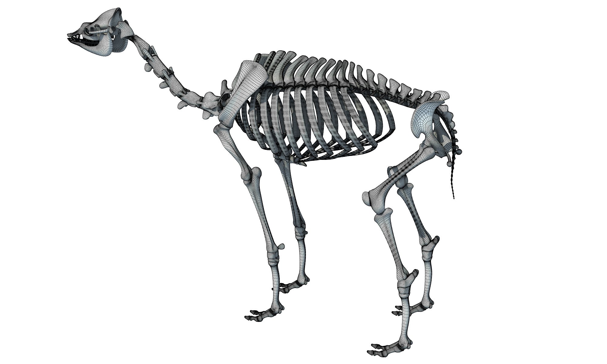 Camel Skeleton Dromedary 3D Model